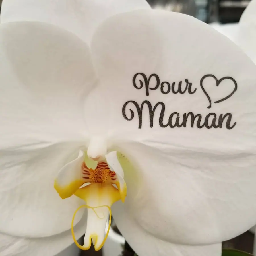 Bouquet de fête réalisée par MC Maison des Créations, fleuriste à Beuvrages