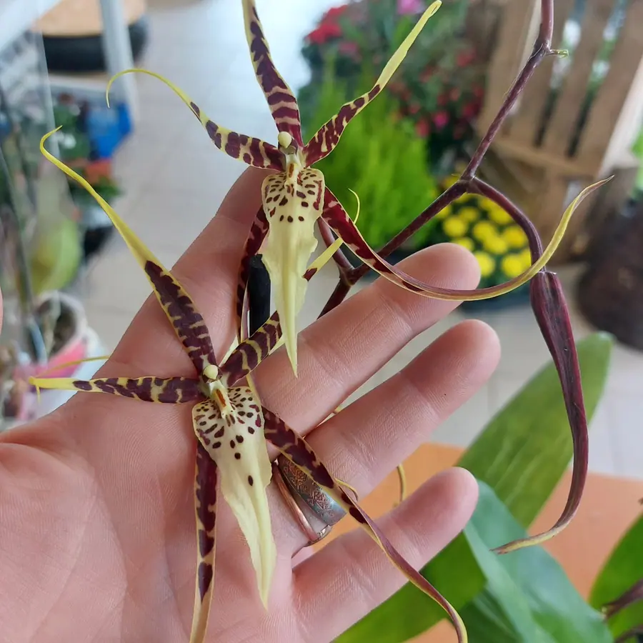 Gros plan de fleurs fraîches réalisée par MC Maison des Créations, fleuriste à Beuvrages