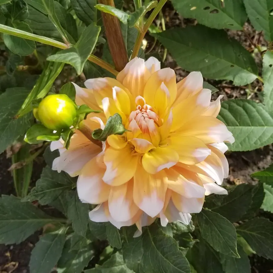Gros plan de fleurs fraîches réalisée par MC Maison des Créations, fleuriste à Beuvrages