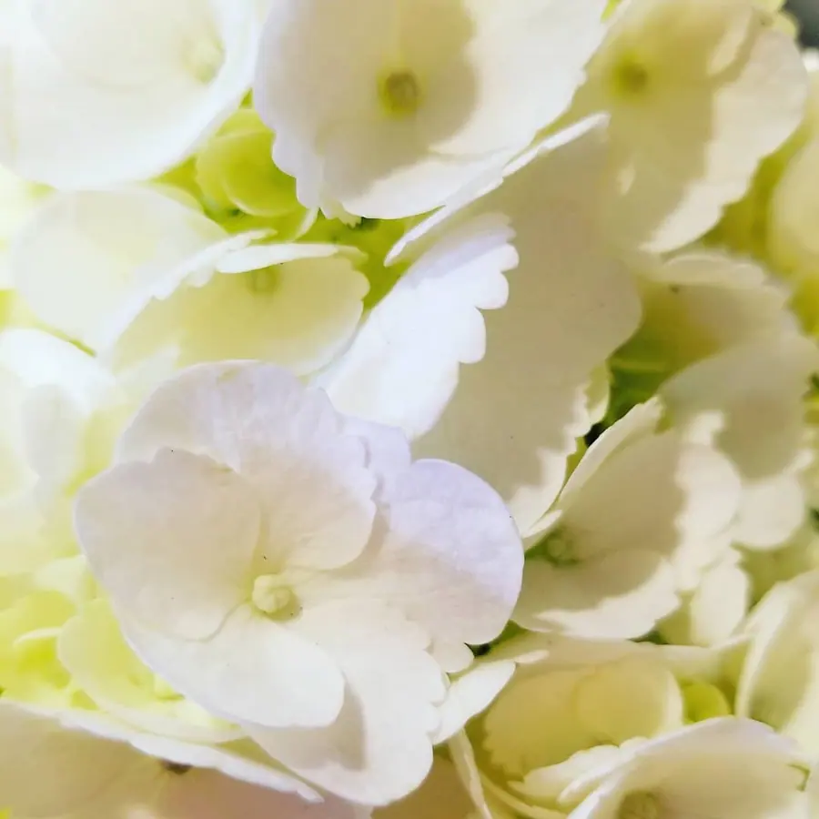 Gros plan de fleurs fraîches réalisée par MC Maison des Créations, fleuriste à Beuvrages