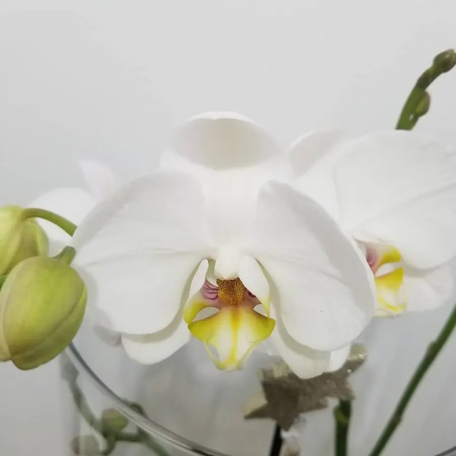 Gros plan de fleurs fraîches réalisée par MC Maison des Créations, fleuriste à Beuvrages