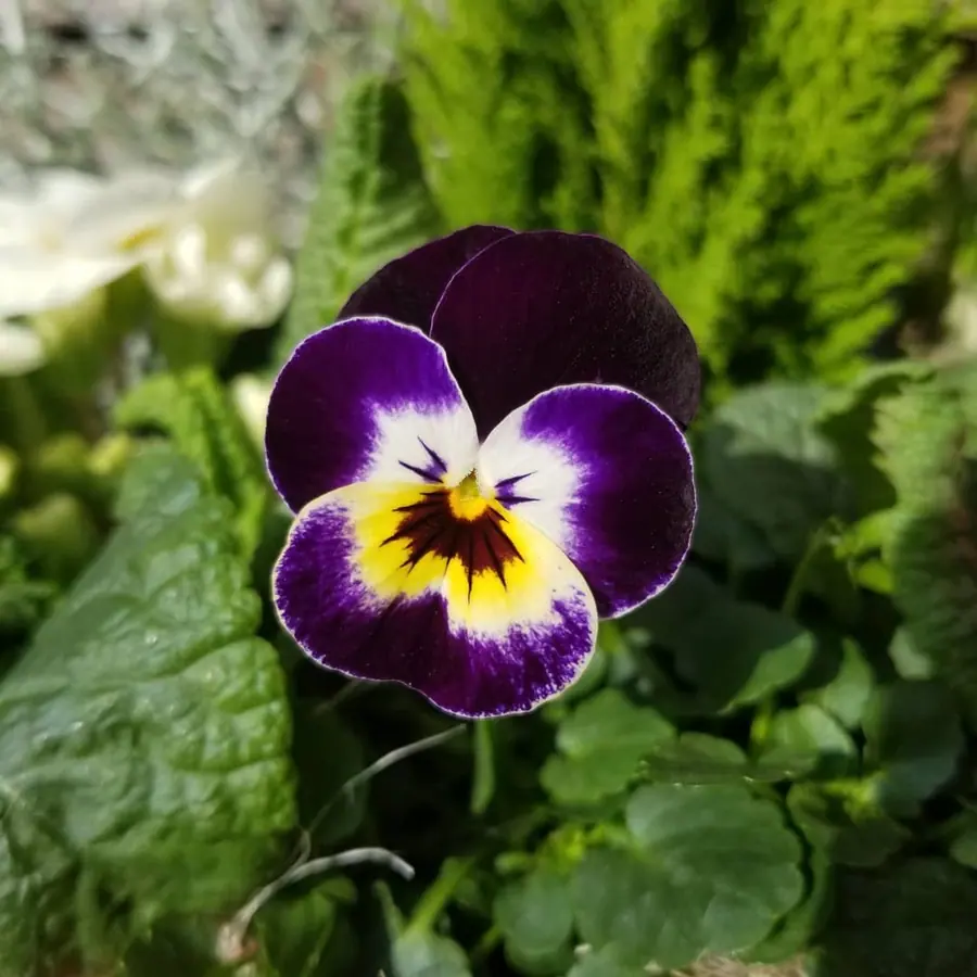 Gros plan de fleurs fraîches réalisée par MC Maison des Créations, fleuriste à Beuvrages