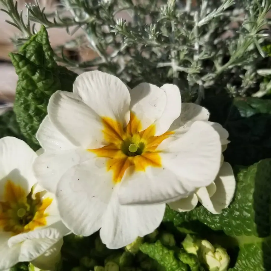 Gros plan de fleurs fraîches réalisée par MC Maison des Créations, fleuriste à Beuvrages