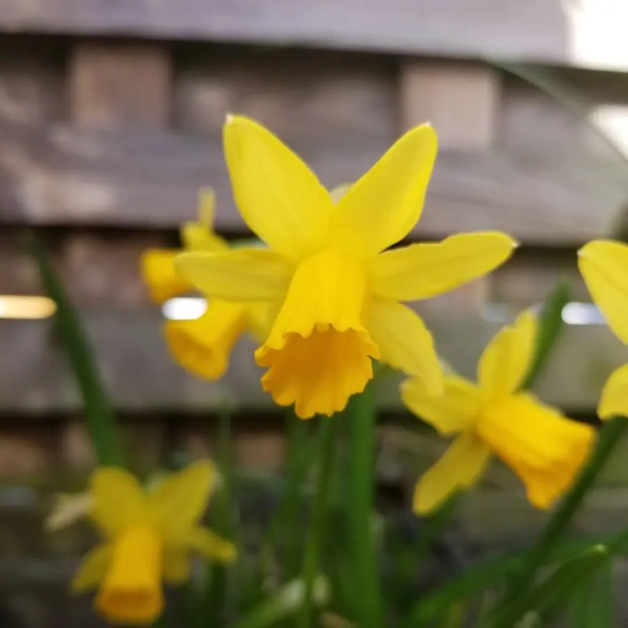 Gros plan de fleurs fraîches réalisée par MC Maison des Créations, fleuriste à Beuvrages