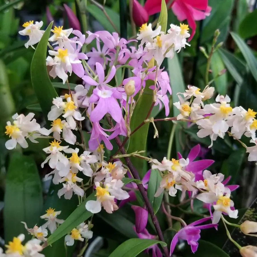 Gros plan de fleurs fraîches réalisée par MC Maison des Créations, fleuriste à Beuvrages