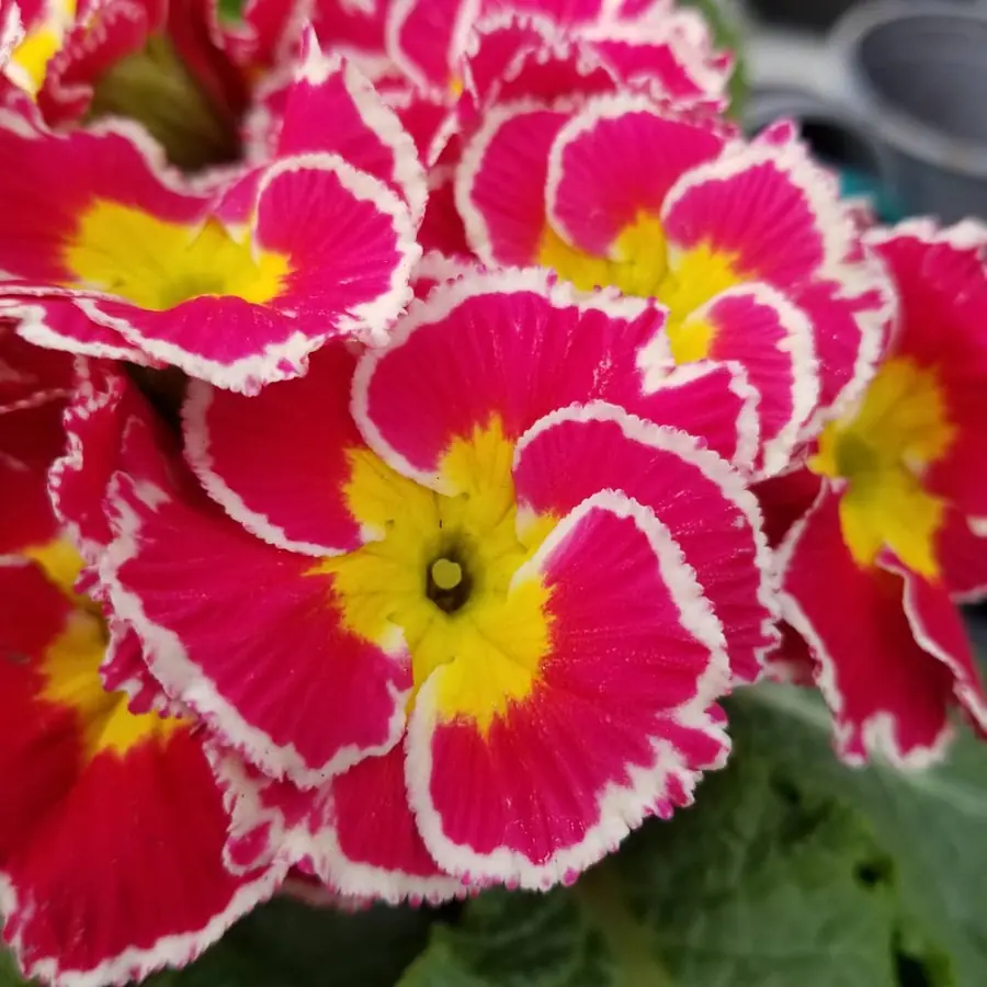 Gros plan de fleurs fraîches réalisée par MC Maison des Créations, fleuriste à Beuvrages