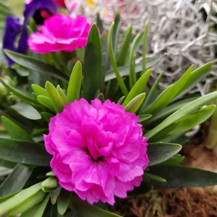 Gros plan de fleurs fraîches réalisée par MC Maison des Créations, fleuriste à Beuvrages