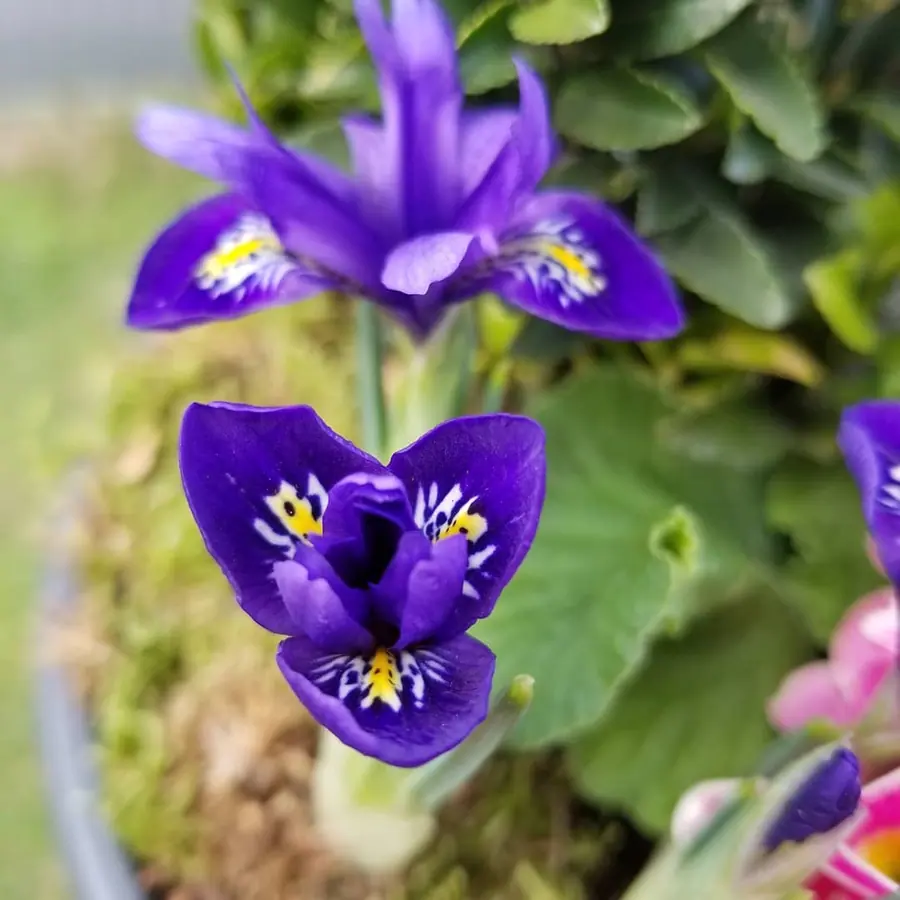 Gros plan de fleurs fraîches réalisée par MC Maison des Créations, fleuriste à Beuvrages