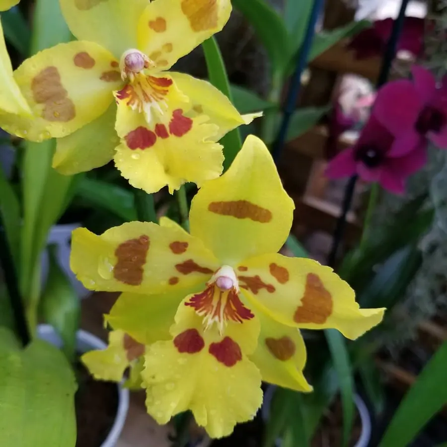Gros plan de fleurs fraîches réalisée par MC Maison des Créations, fleuriste à Beuvrages
