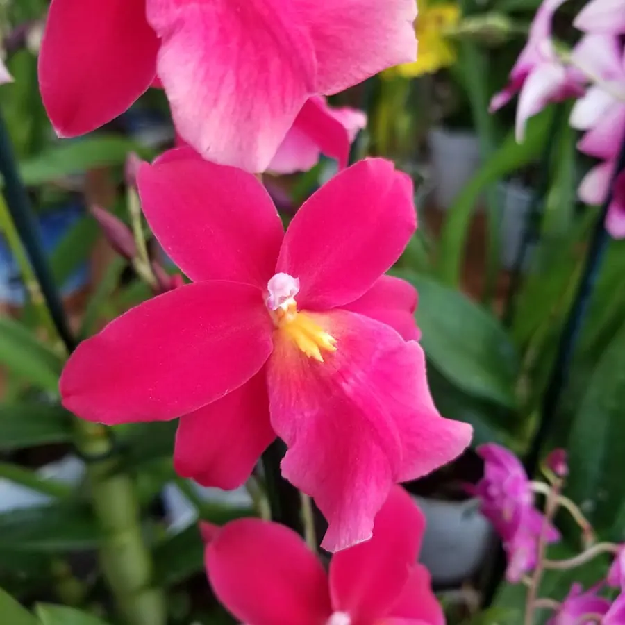 Gros plan de fleurs fraîches réalisée par MC Maison des Créations, fleuriste à Beuvrages