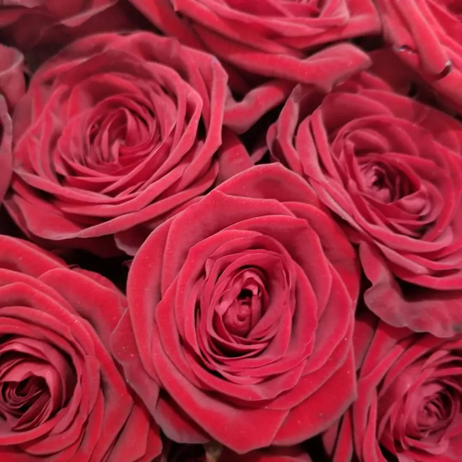 Gros plan de fleurs fraîches réalisée par MC Maison des Créations, fleuriste à Beuvrages