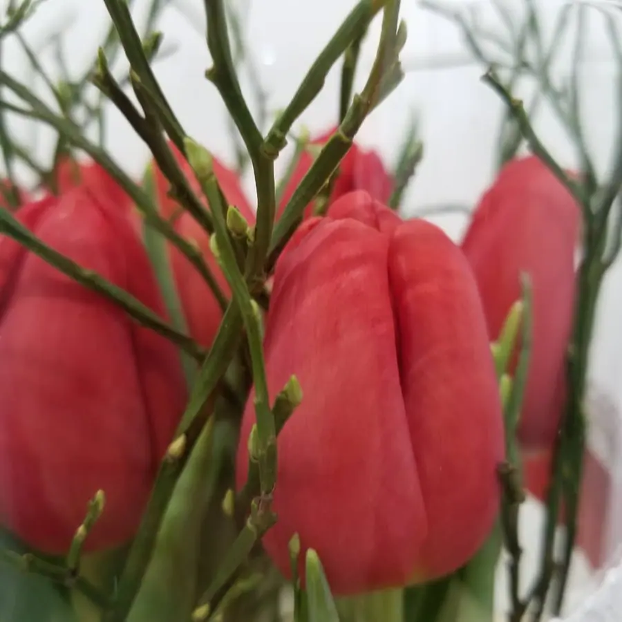 Gros plan de fleurs fraîches réalisée par MC Maison des Créations, fleuriste à Beuvrages