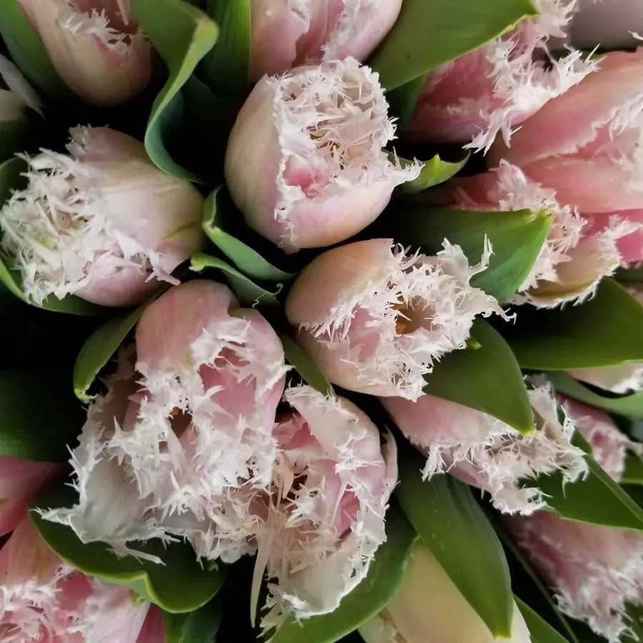 Gros plan de fleurs fraîches réalisée par MC Maison des Créations, fleuriste à Beuvrages