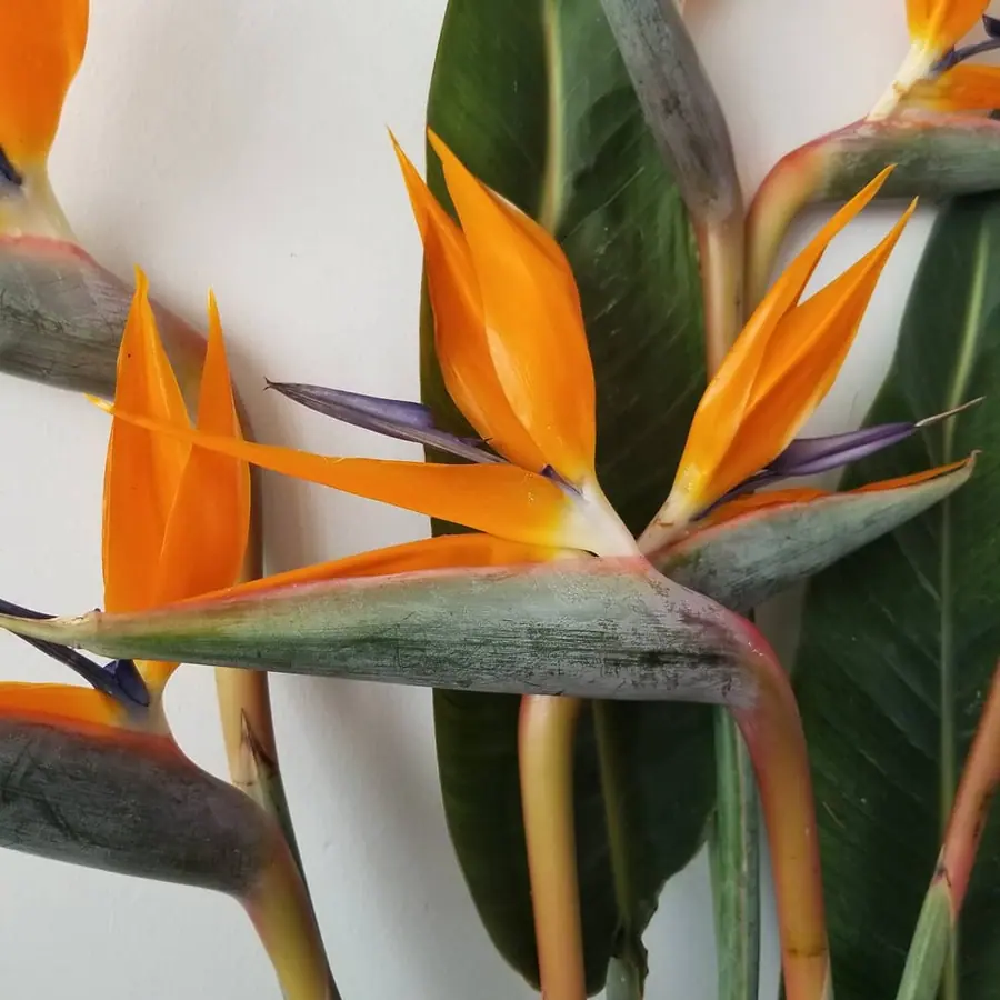 Gros plan de fleurs fraîches réalisée par MC Maison des Créations, fleuriste à Beuvrages