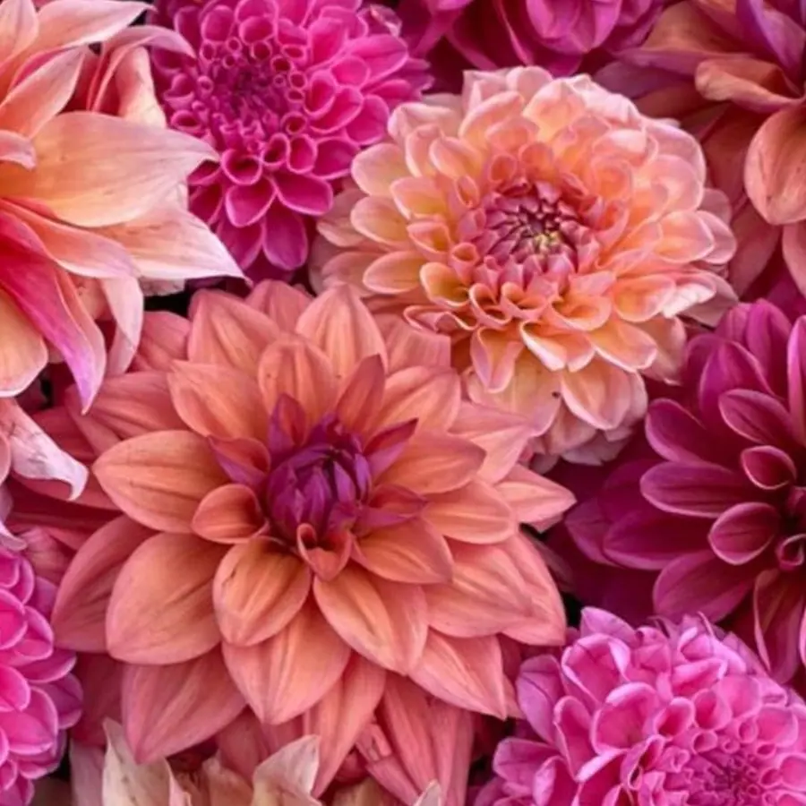 Gros plan de fleurs fraîches réalisée par MC Maison des Créations, fleuriste à Beuvrages