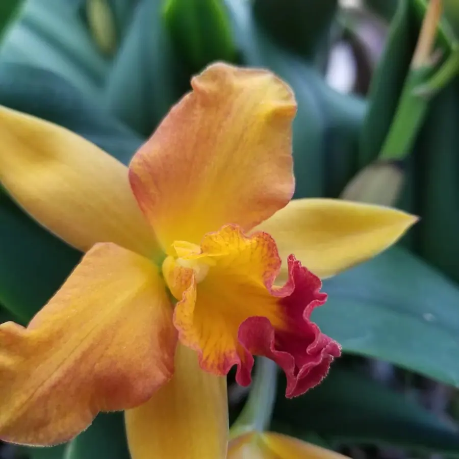 Gros plan de fleurs fraîches réalisée par MC Maison des Créations, fleuriste à Beuvrages