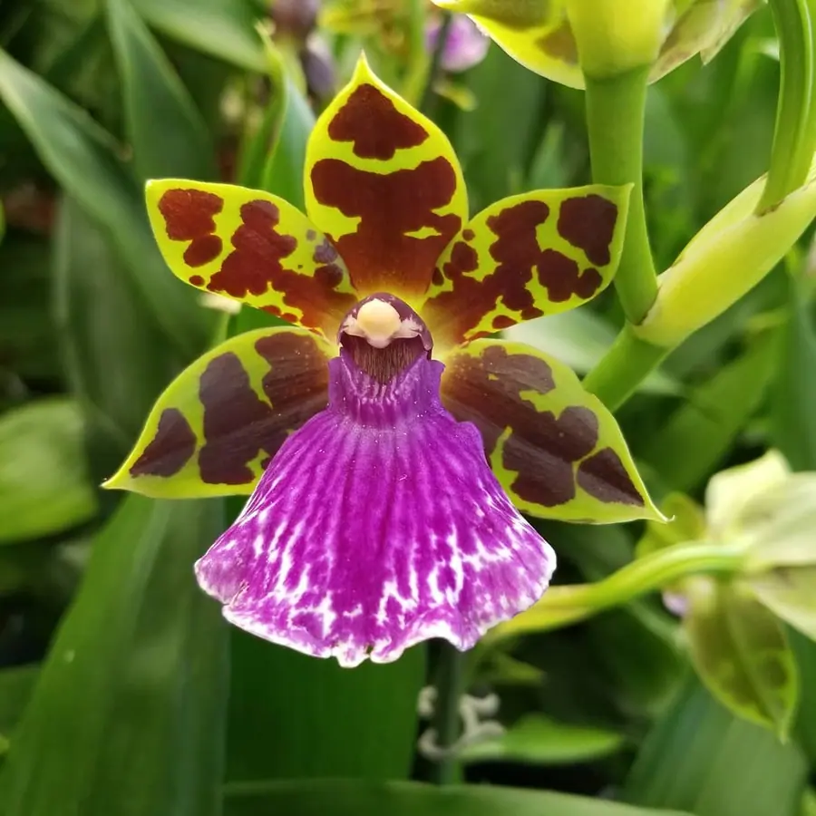 Gros plan de fleurs fraîches réalisée par MC Maison des Créations, fleuriste à Beuvrages