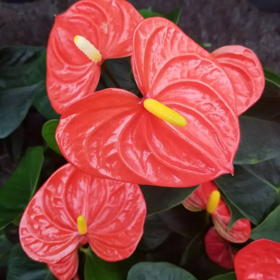 Gros plan de fleurs fraîches réalisée par MC Maison des Créations, fleuriste à Beuvrages
