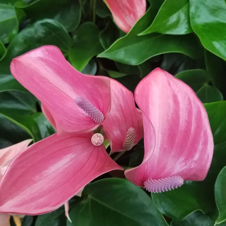 Gros plan de fleurs fraîches réalisée par MC Maison des Créations, fleuriste à Beuvrages