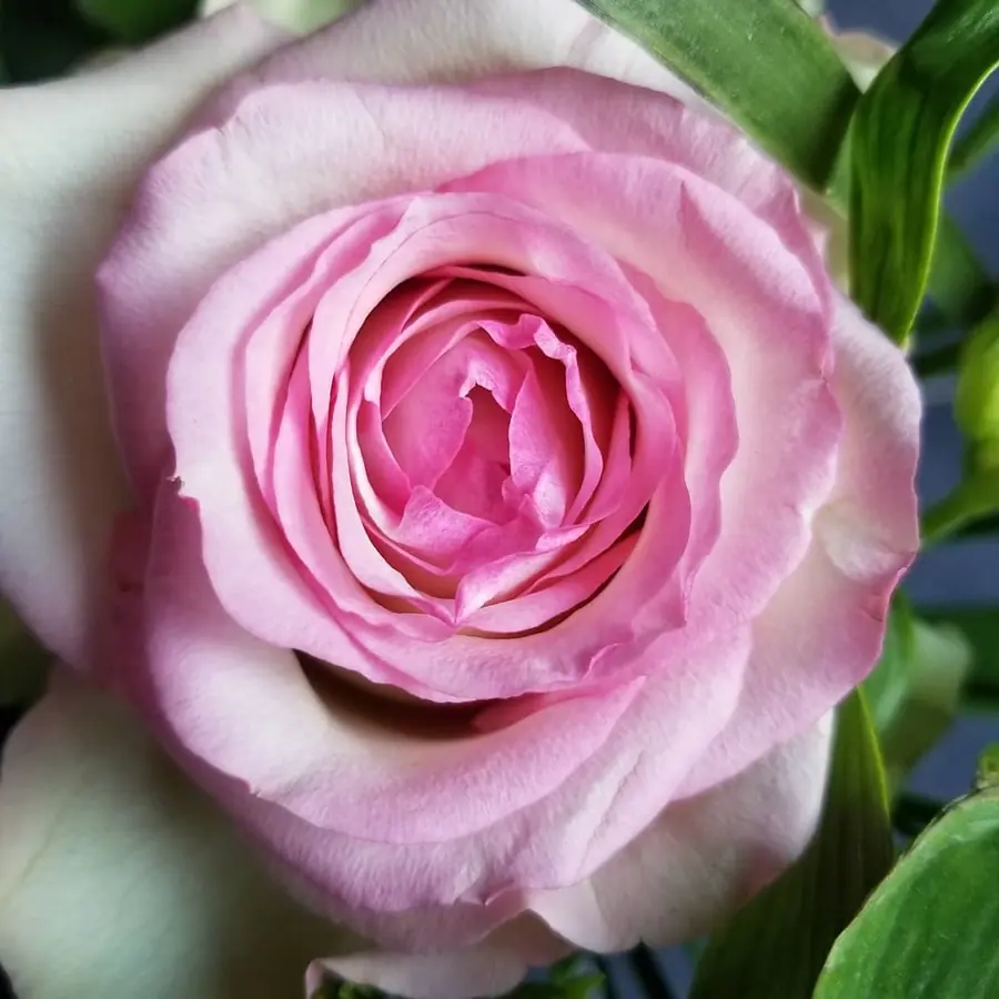 Gros plan de fleurs fraîches réalisée par MC Maison des Créations, fleuriste à Beuvrages