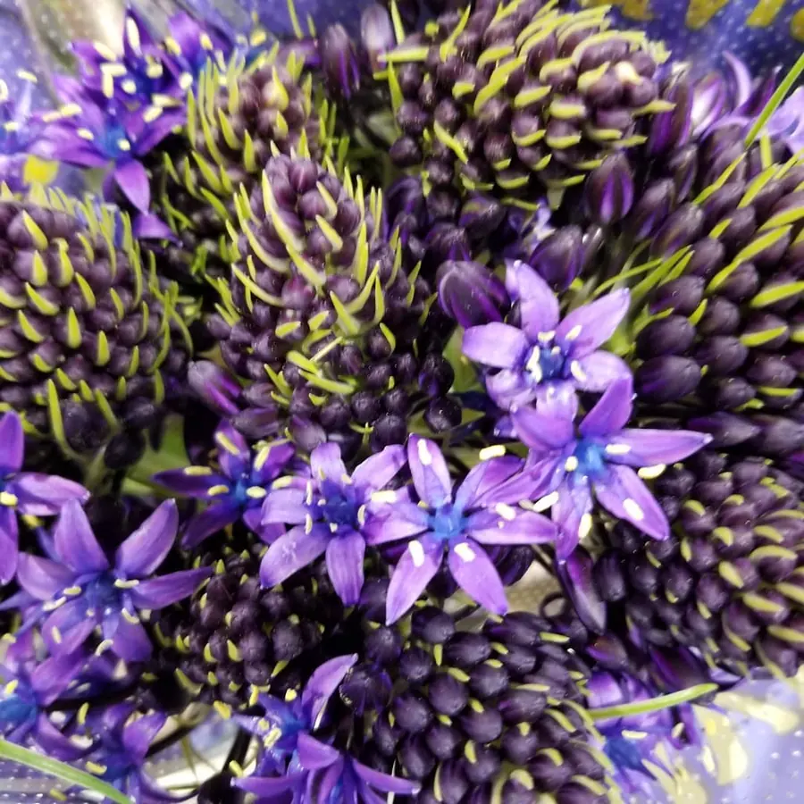 Gros plan de fleurs fraîches réalisée par MC Maison des Créations, fleuriste à Beuvrages