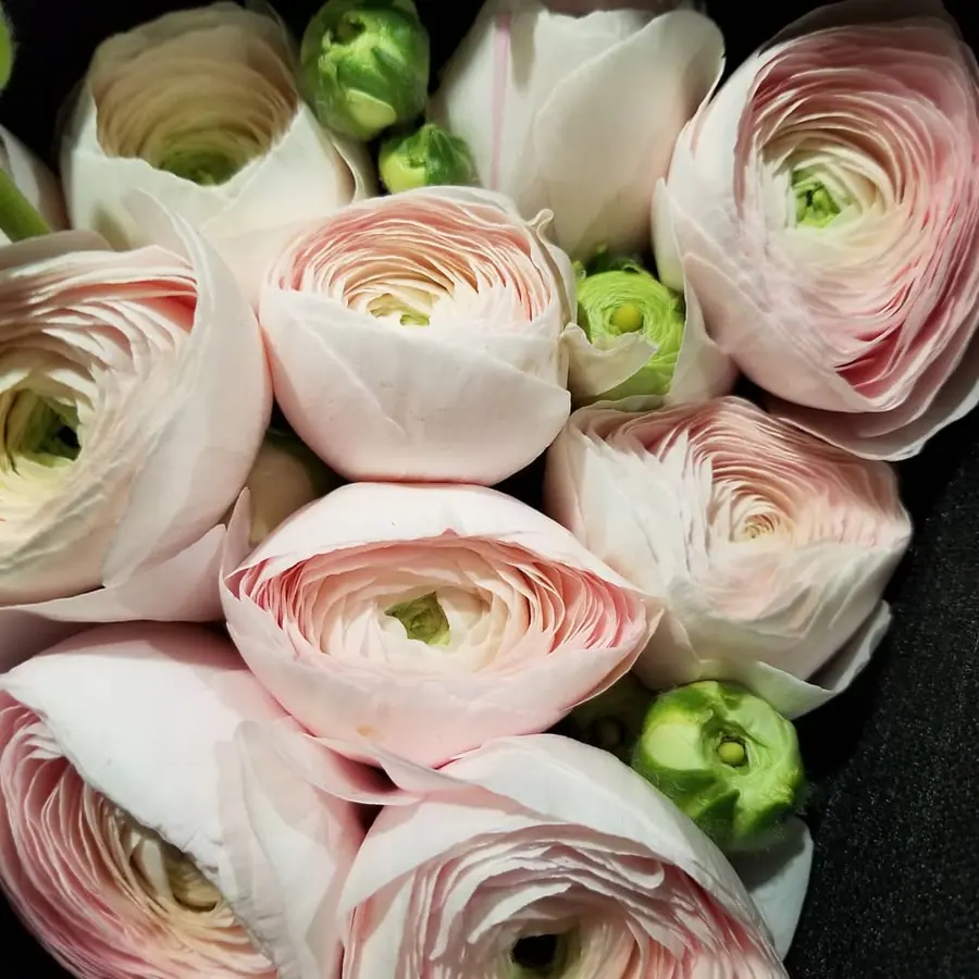 Gros plan de fleurs fraîches réalisée par MC Maison des Créations, fleuriste à Beuvrages