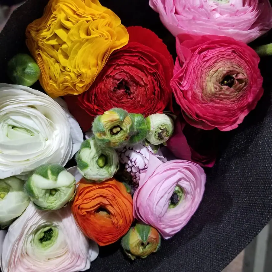 Gros plan de fleurs fraîches réalisée par MC Maison des Créations, fleuriste à Beuvrages