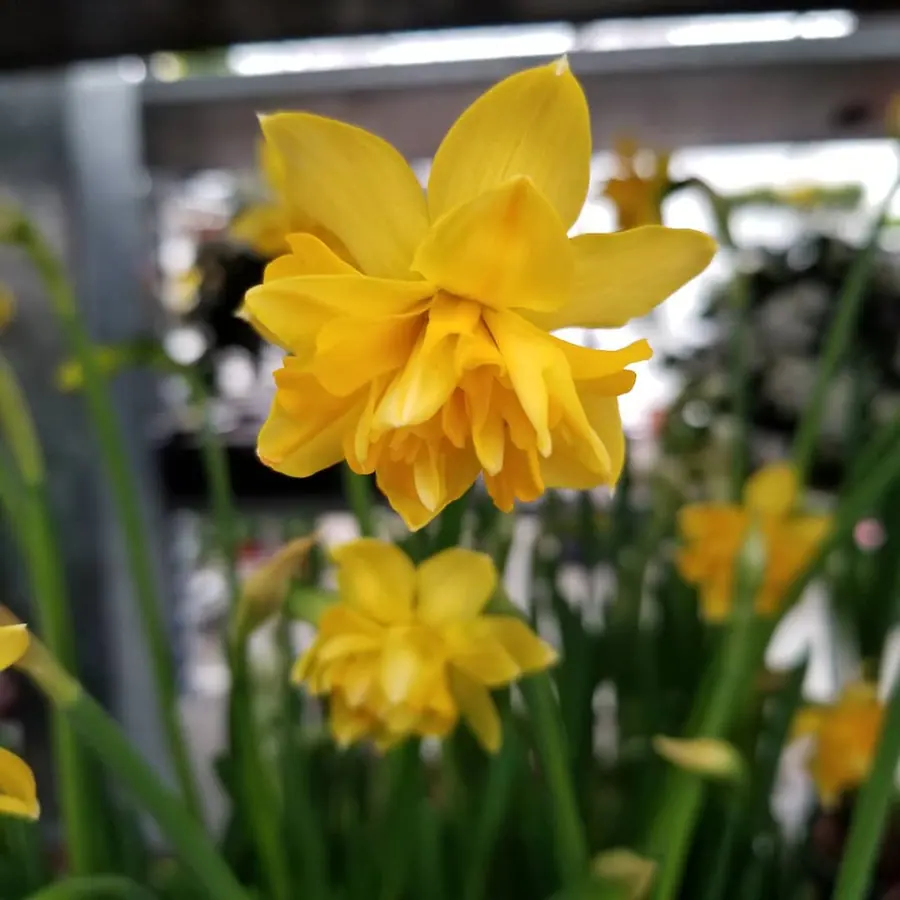 Gros plan de fleurs fraîches réalisée par MC Maison des Créations, fleuriste à Beuvrages