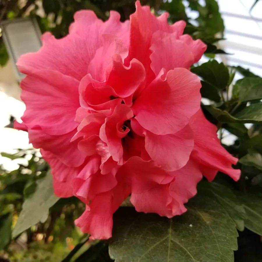 Gros plan de fleurs fraîches réalisée par MC Maison des Créations, fleuriste à Beuvrages