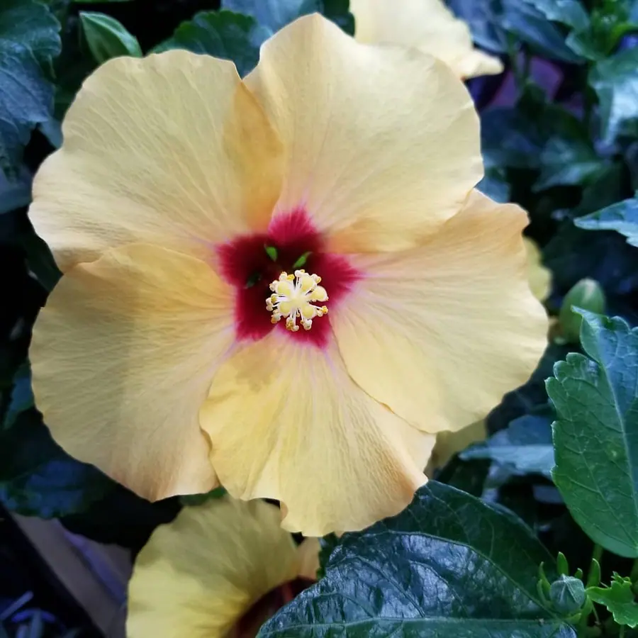 Gros plan de fleurs fraîches réalisée par MC Maison des Créations, fleuriste à Beuvrages