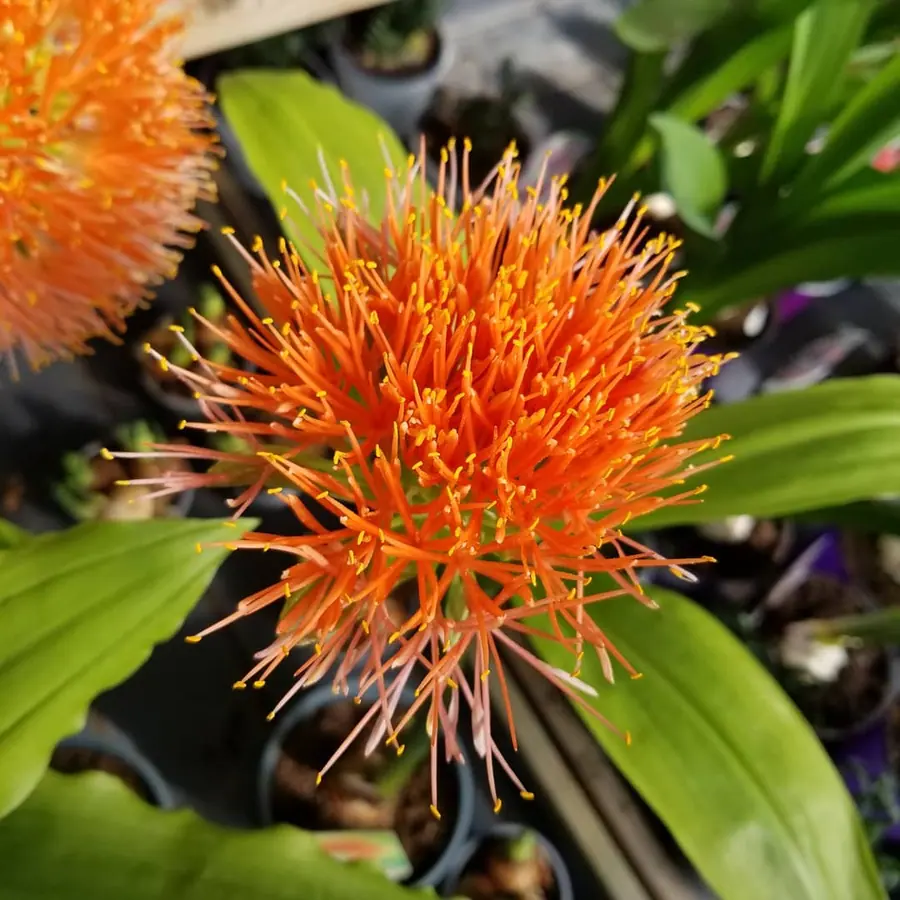 Gros plan de fleurs fraîches réalisée par MC Maison des Créations, fleuriste à Beuvrages