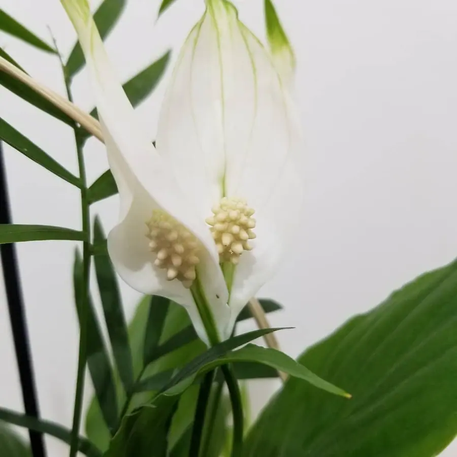 Gros plan de fleurs fraîches réalisée par MC Maison des Créations, fleuriste à Beuvrages