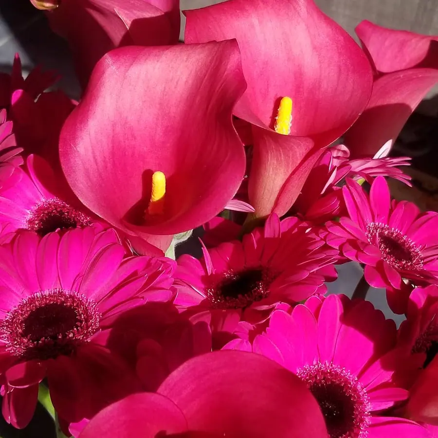 Gros plan de fleurs fraîches réalisée par MC Maison des Créations, fleuriste à Beuvrages