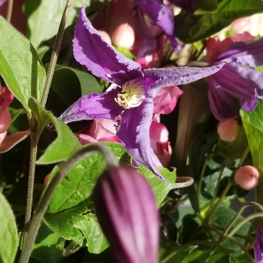 Gros plan de fleurs fraîches réalisée par MC Maison des Créations, fleuriste à Beuvrages