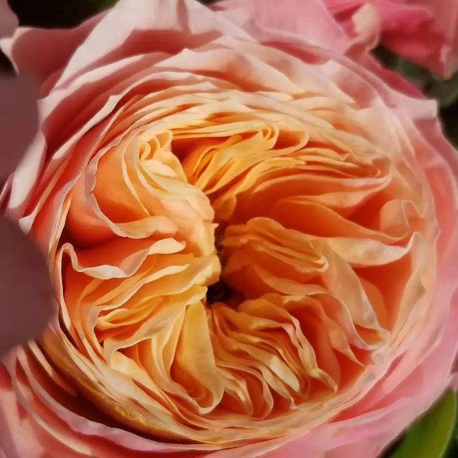 Gros plan de fleurs fraîches réalisée par MC Maison des Créations, fleuriste à Beuvrages