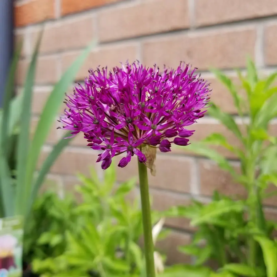 Gros plan de fleurs fraîches réalisée par MC Maison des Créations, fleuriste à Beuvrages