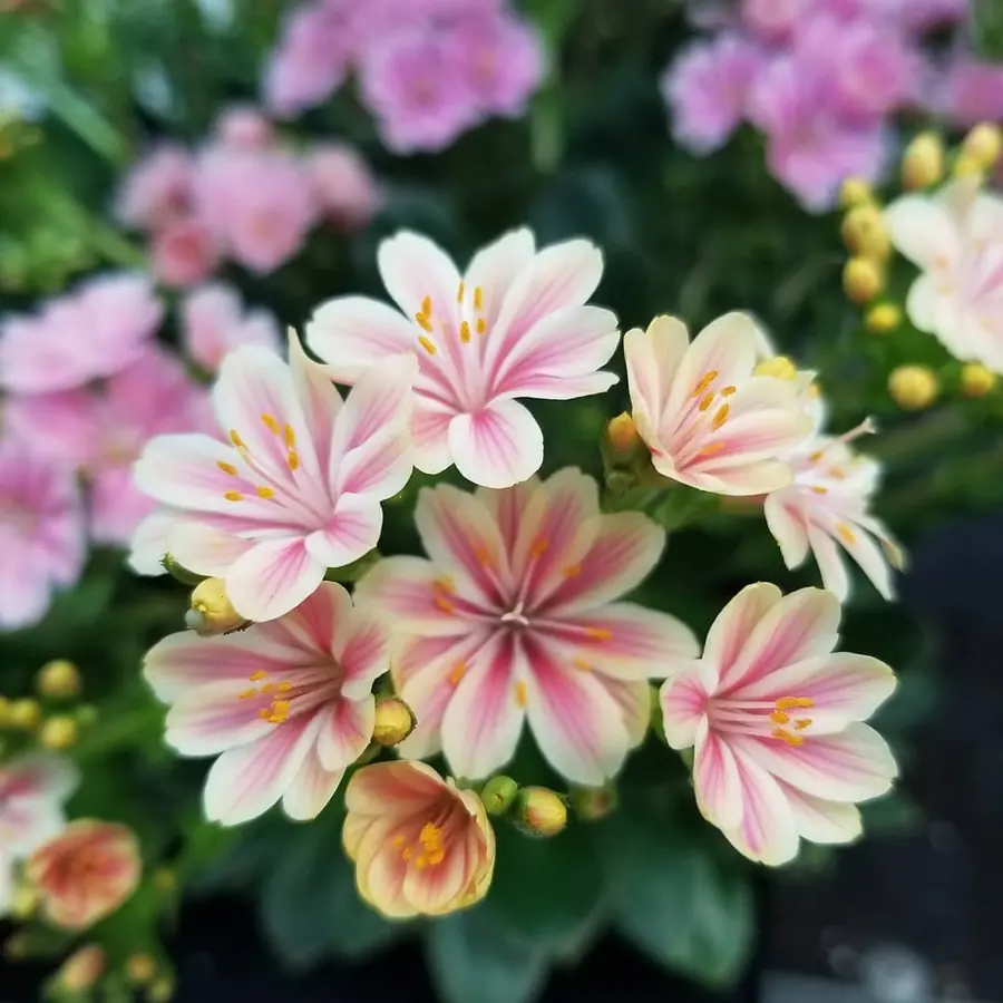 Gros plan de fleurs fraîches réalisée par MC Maison des Créations, fleuriste à Beuvrages