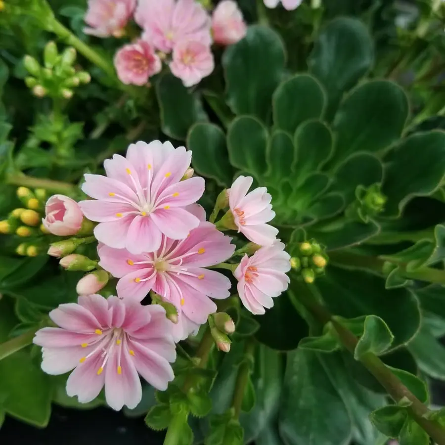 Gros plan de fleurs fraîches réalisée par MC Maison des Créations, fleuriste à Beuvrages