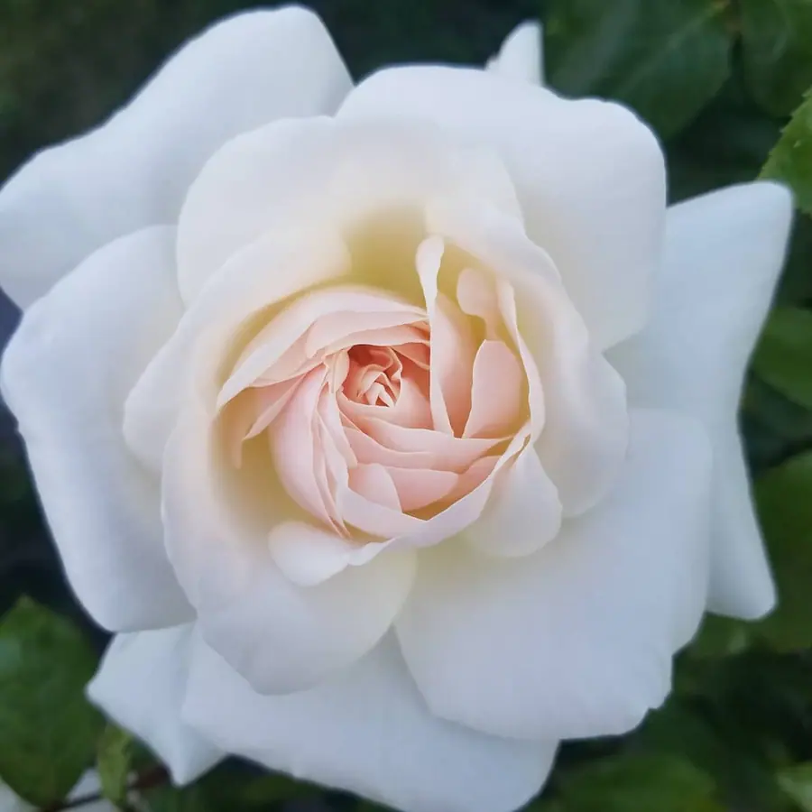 Gros plan de fleurs fraîches réalisée par MC Maison des Créations, fleuriste à Beuvrages