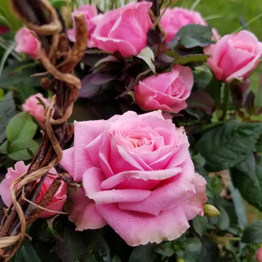 Gros plan de fleurs fraîches réalisée par MC Maison des Créations, fleuriste à Beuvrages
