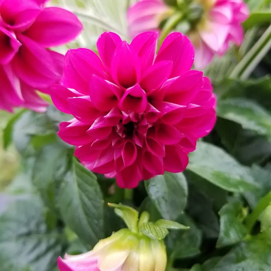 Gros plan de fleurs fraîches réalisée par MC Maison des Créations, fleuriste à Beuvrages