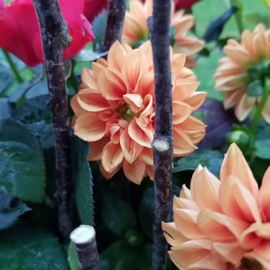 Gros plan de fleurs fraîches réalisée par MC Maison des Créations, fleuriste à Beuvrages