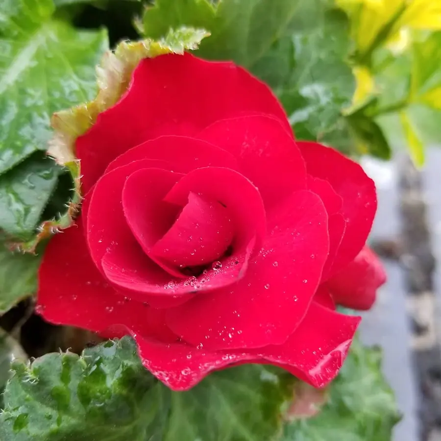 Gros plan de fleurs fraîches réalisée par MC Maison des Créations, fleuriste à Beuvrages