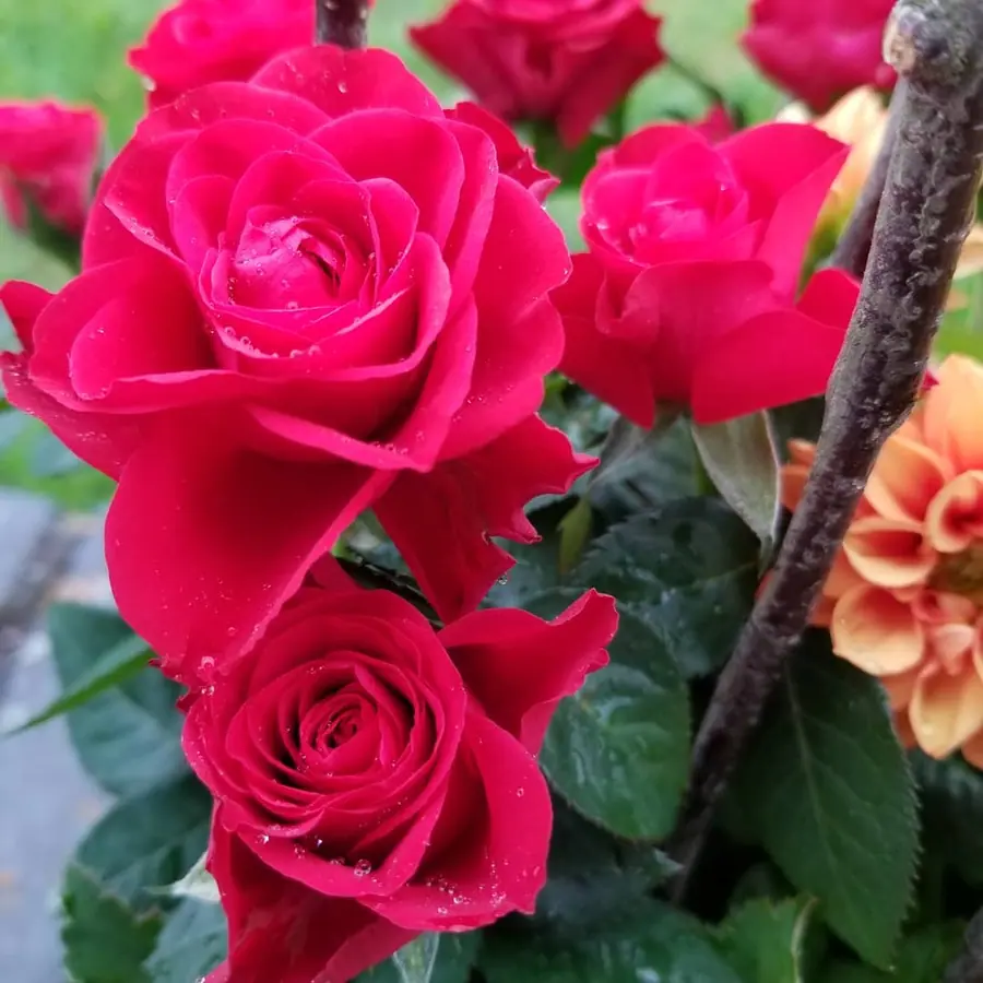 Gros plan de fleurs fraîches réalisée par MC Maison des Créations, fleuriste à Beuvrages