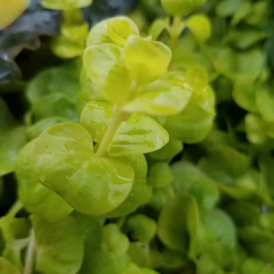 Gros plan de fleurs fraîches réalisée par MC Maison des Créations, fleuriste à Beuvrages