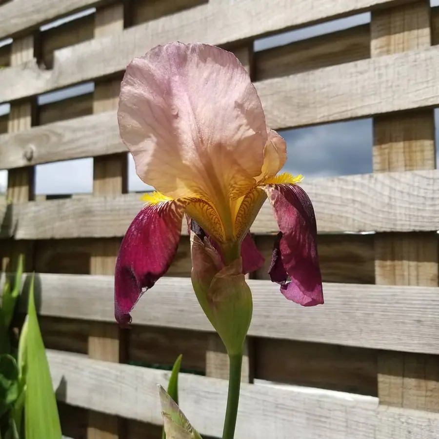 Gros plan de fleurs fraîches réalisée par MC Maison des Créations, fleuriste à Beuvrages