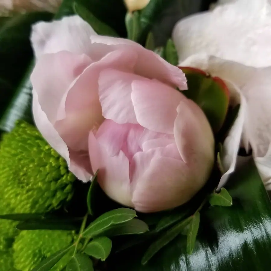 Gros plan de fleurs fraîches réalisée par MC Maison des Créations, fleuriste à Beuvrages