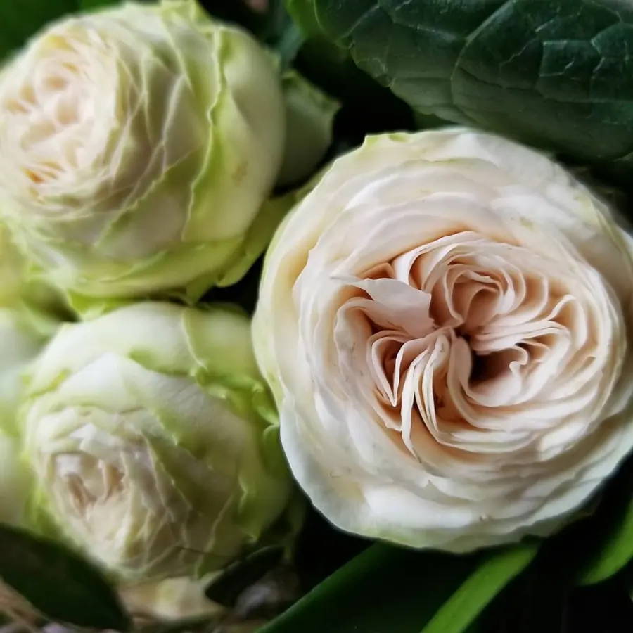 Gros plan de fleurs fraîches réalisée par MC Maison des Créations, fleuriste à Beuvrages