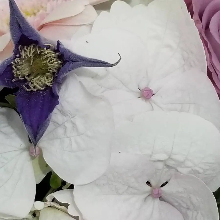 Gros plan de fleurs fraîches réalisée par MC Maison des Créations, fleuriste à Beuvrages