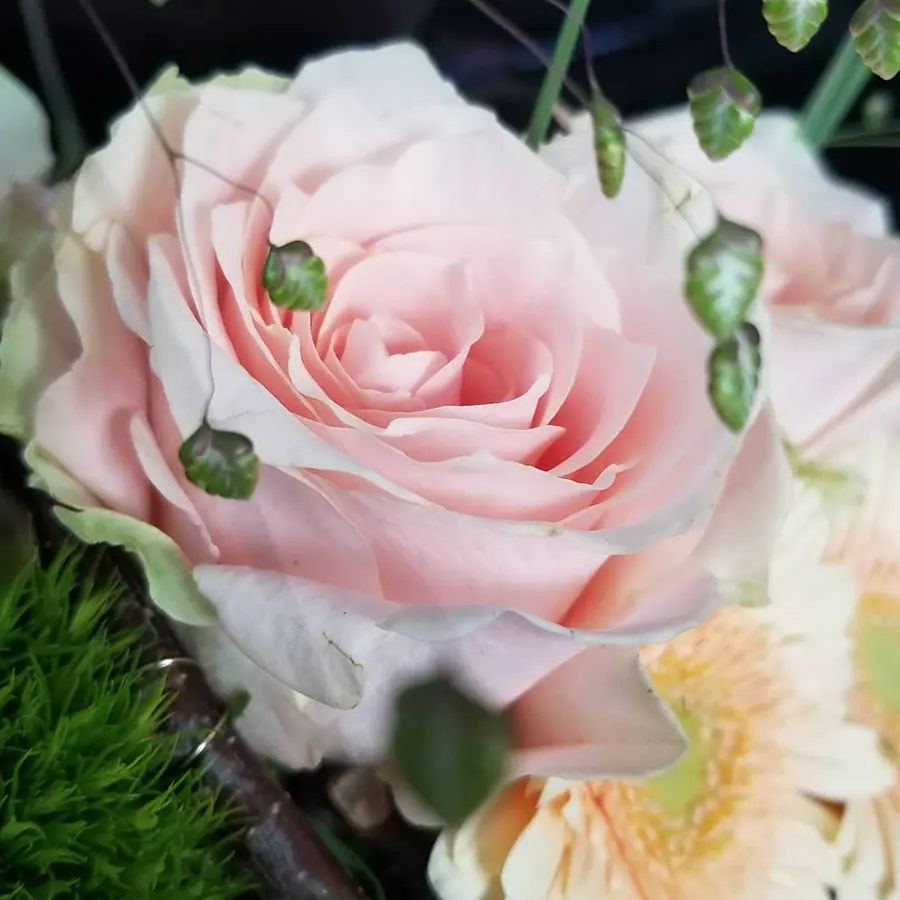 Gros plan de fleurs fraîches réalisée par MC Maison des Créations, fleuriste à Beuvrages